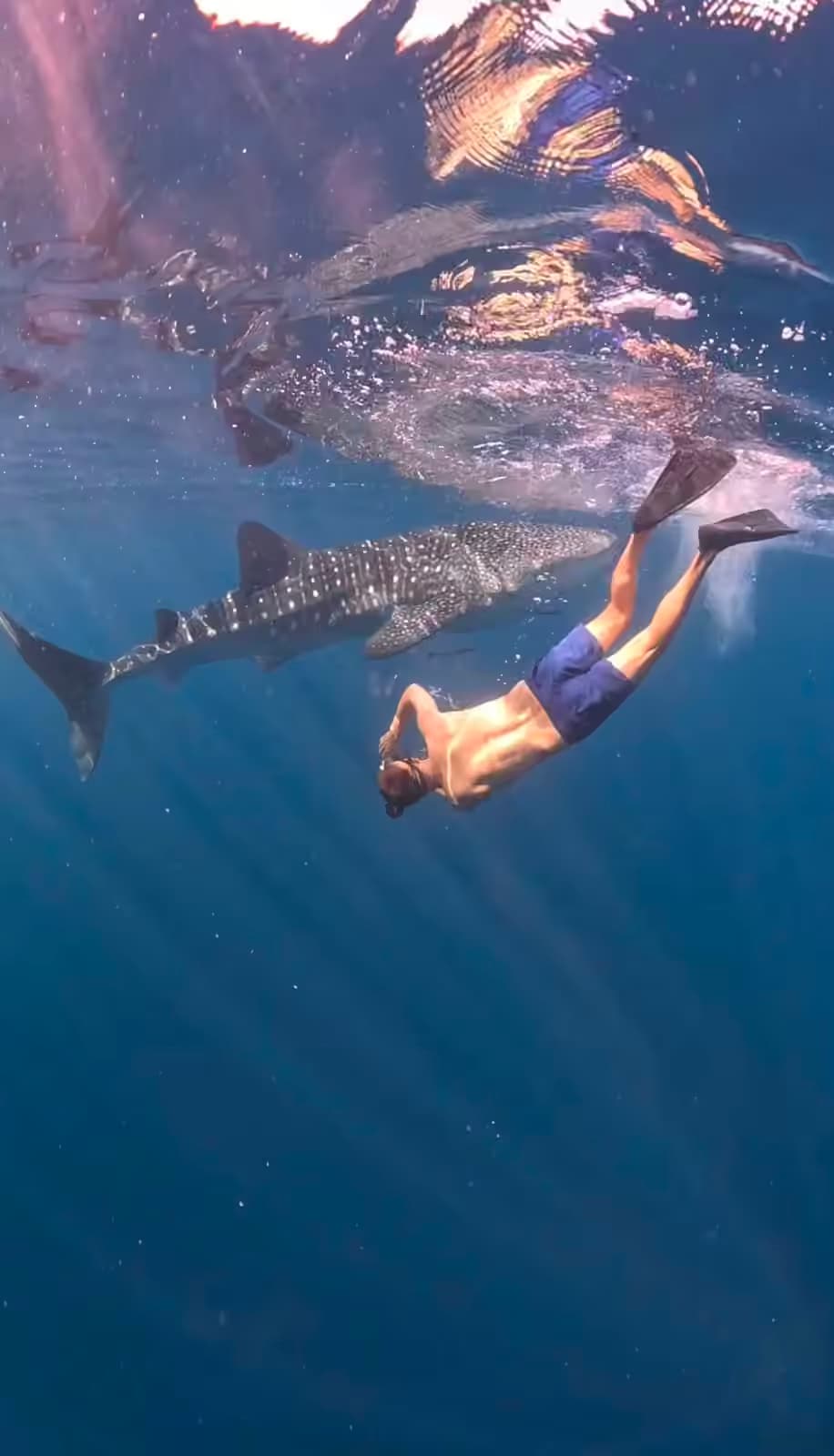 sumbawa whaleshark