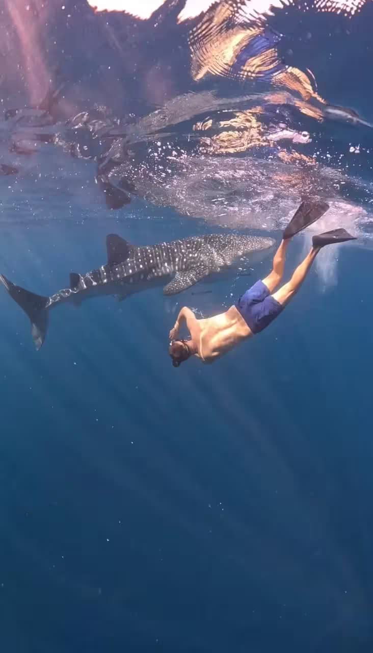 Sumbawa WhaleShark 2D/1N