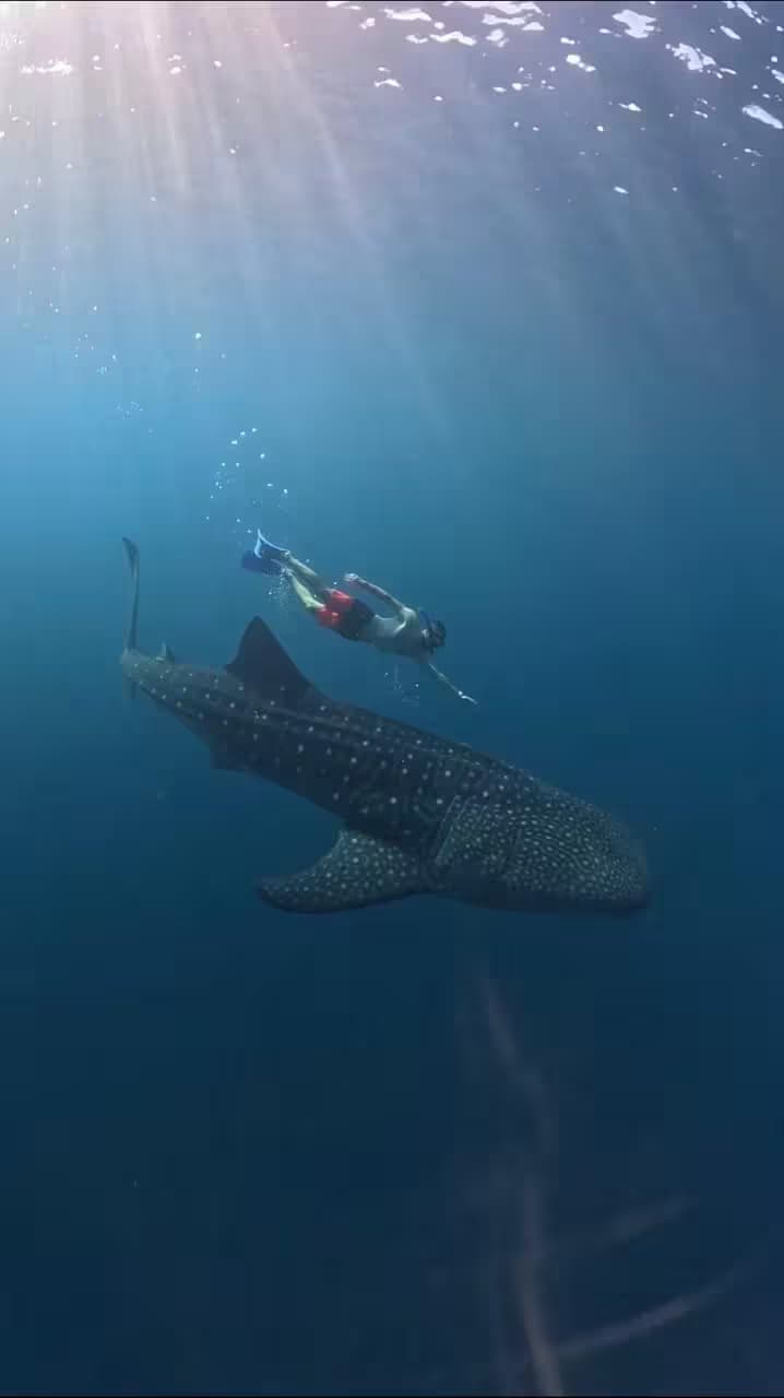 Sumbawa WhaleShark 2D/1N 2