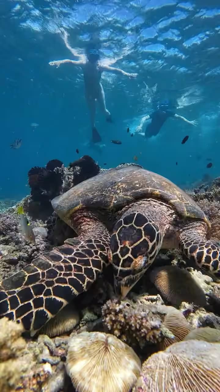 Explore North Gili's (Gili trawangan,Meno,air) 2