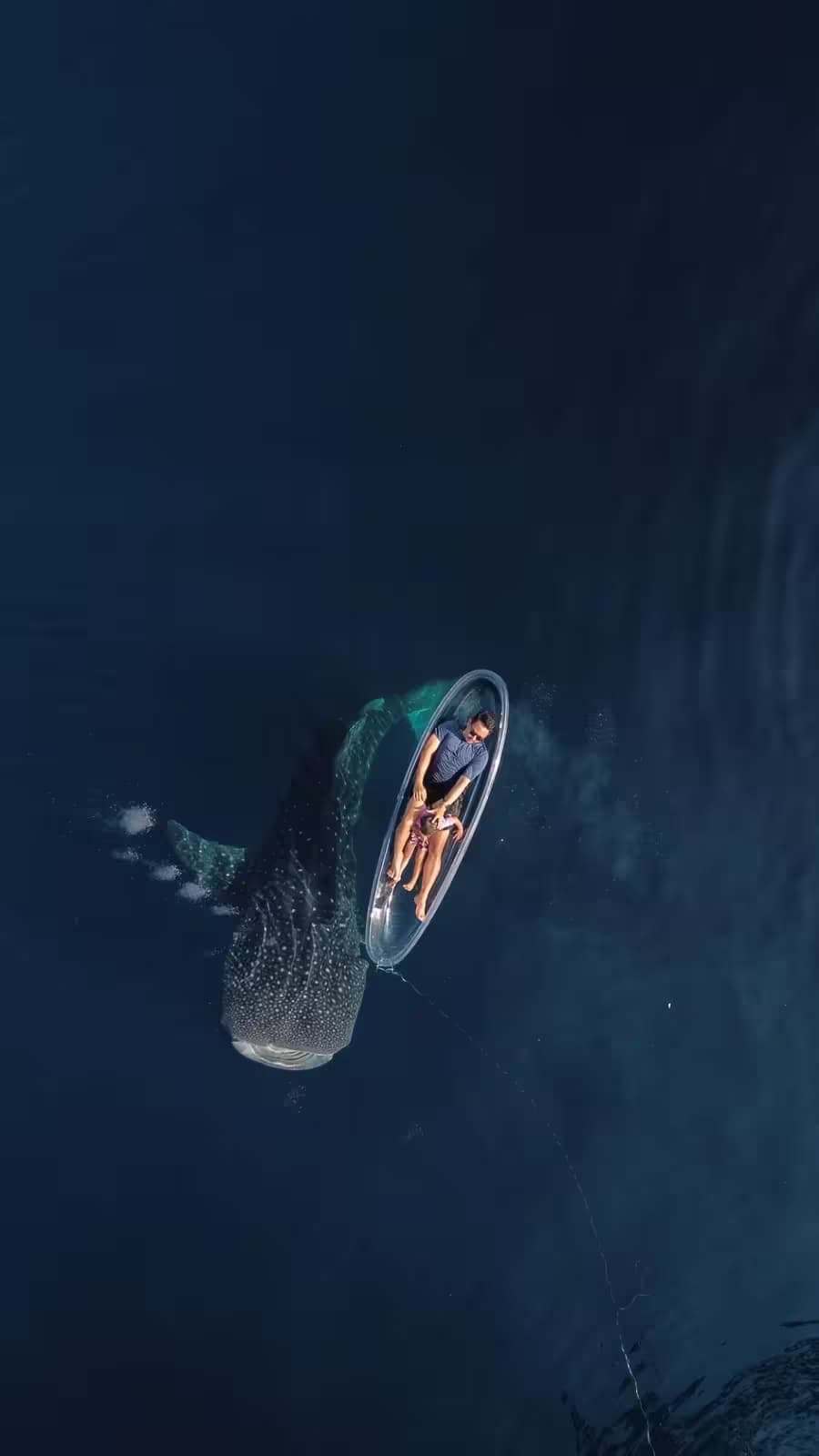Sumbawa WhaleShark 2D/1N 3